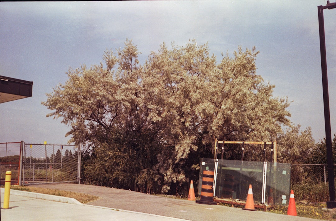 a-large-tree-with-dense-foliage-near-a-fence-6vcvymmwbnm